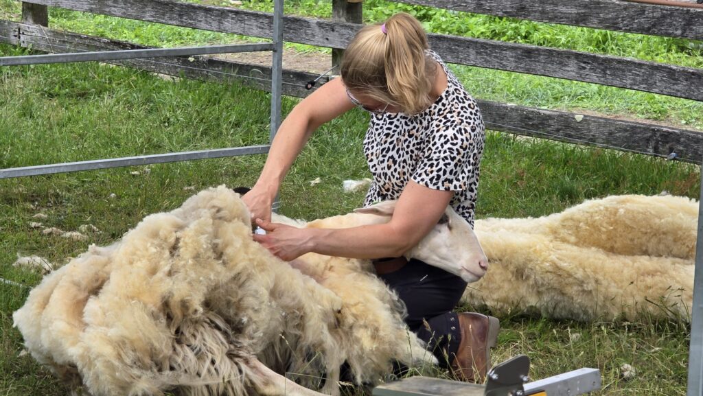 Schapen scheren