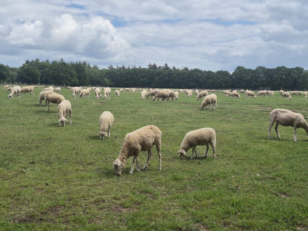 Edese schapen klaar voor de zomer